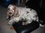 Cocker spaniel Mille - *NY* Mille.