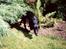 Labrador retriever Chilli - Chilli i haven :)