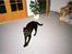 Labrador retriever Chilli - Chilli i stuen :)