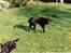 Labrador retriever Chilli - Chilli og Trold