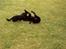 Labrador retriever Chilli - Trold angriber Chilli :)