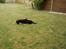 Labrador retriever Chilli - De leger i haven :)