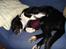 Border collie Trille