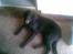 Flat coated retriever paco