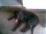 Flat coated retriever paco