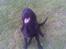 Flat coated retriever paco