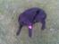Flat coated retriever paco