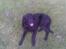 Flat coated retriever paco