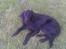 Flat coated retriever paco