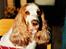 Cocker spaniel Line R.I.P - Line sidder med til bords
