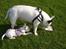 Bullterrier ALF  R.I.P savner dig ven - Alf     Anderledes-Livs-Form