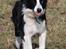 Border collie Mini 
