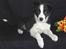 Border collie Mini 
