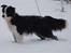 Border collie Mini 