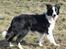 Border collie Mini 
