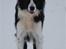 Border collie Mini 
