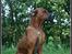 Rhodesian ridgeback - (Bhara-Bhara@Wolle Kirk) Sjumba - En rigtig flot Rhodesian Ridgeback!!!