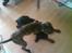 Dobermann *Charming Chick*