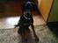 Dobermann *Charming Chick*
