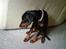 Dobermann *Charming Chick*