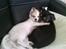 Chihuahua Bailey - Josefine og Bailey