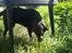 Labrador retriever /blanding Rie<3
