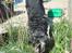 Border collie /Labrador R.I.P. Fie<3