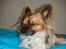 Chihuahua Snoopy - Uhha lige vågnet..
