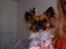 Chihuahua Snoopy