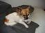 Chihuahua Snoopy