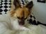 Chihuahua Snoopy - Puha hunde-shampoo add! 
