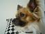 Chihuahua Snoopy