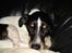 Dansk svensk gaardhund Snoopy os kaldet Numse
