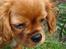 Cavalier king charles spaniel Lady Duchess