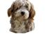 Bearded collie Bounty R.I.P - Hanne har tegnet Bounty.