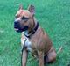 Amerikansk staffordshire terrier Simba R.i.p