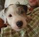 Jack russell terrier Elmer RIP 2023