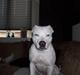 Dogo argentino Putte