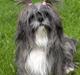 Lhasa apso Trunte