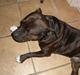 Staffordshire bull terrier Fussi