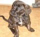 Cane corso Enzo
