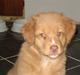 Nova scotia duck tolling retriever Zica