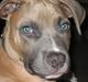 Amerikansk staffordshire terrier Enzo