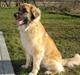 Leonberger malou R.I.P du er elsket og savnet min pige 