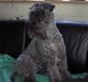 Kerry blue terrier Kordes White Diamond