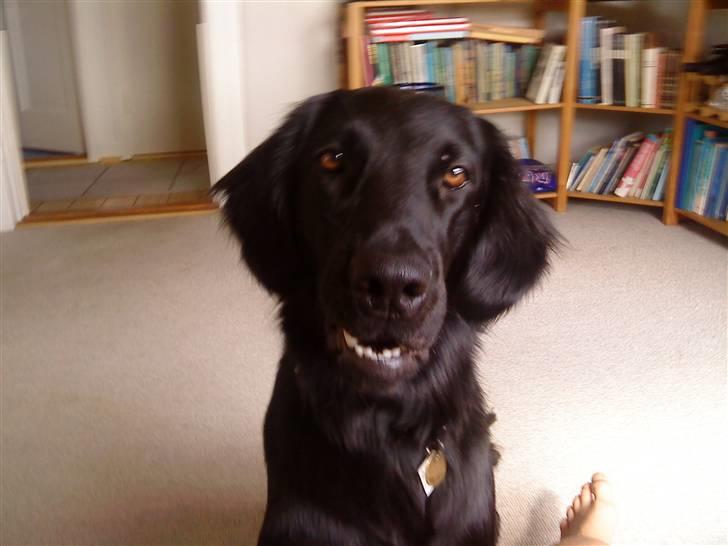 Flat coated retriever Freja billede 16