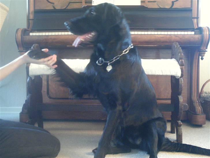 Flat coated retriever Freja billede 19