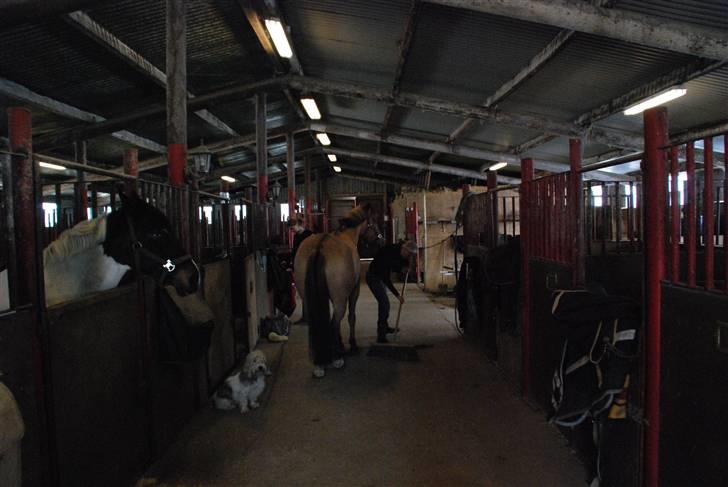 Petit basset griffon wendéen Indiana jones  - indi sidder på staldgangen på det gamlested vi stod billede 12