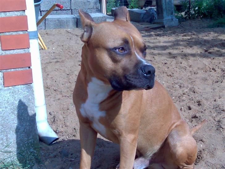Amerikansk staffordshire terrier Simba R.i.p billede 5