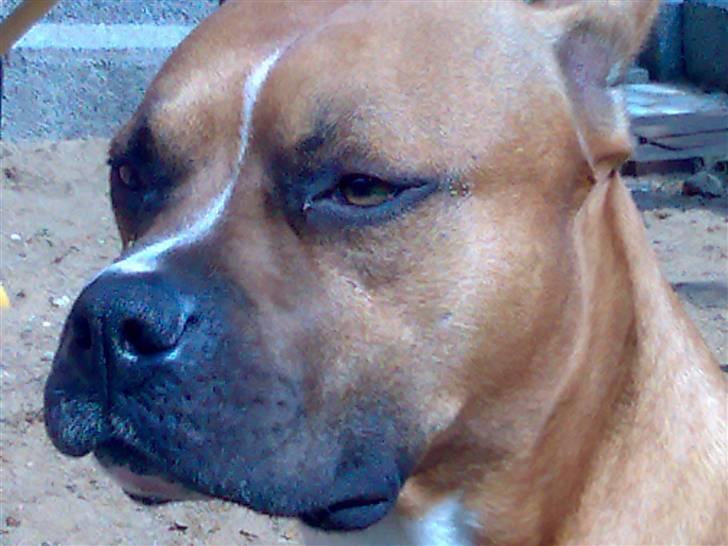 Amerikansk staffordshire terrier Simba R.i.p billede 6